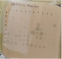 Plaque assays from GOSH study