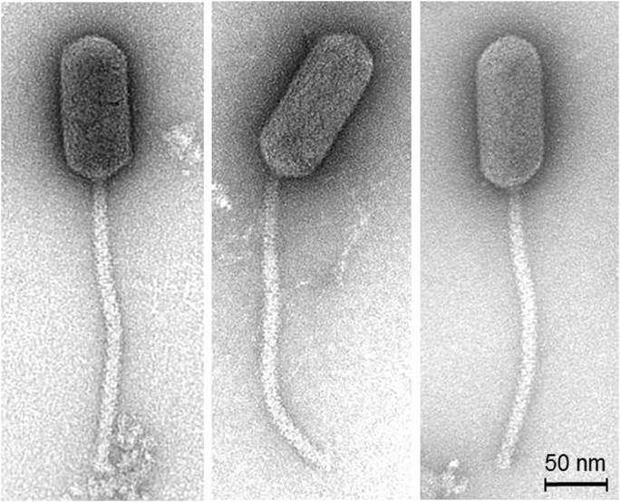 Name your phage