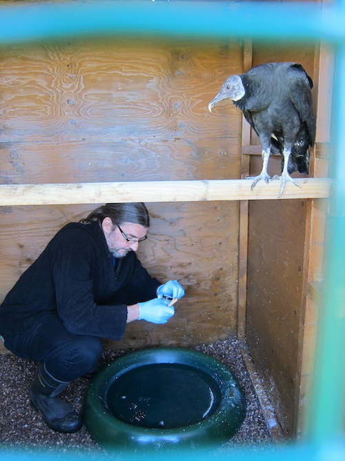 Devon Bird of Prey Centre