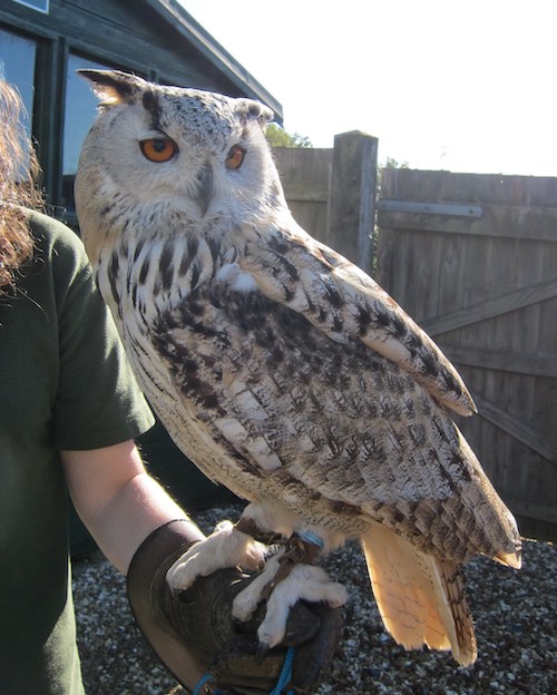 Devon Bird of Prey Centre