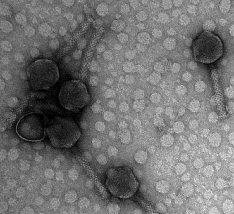 bacteriophages